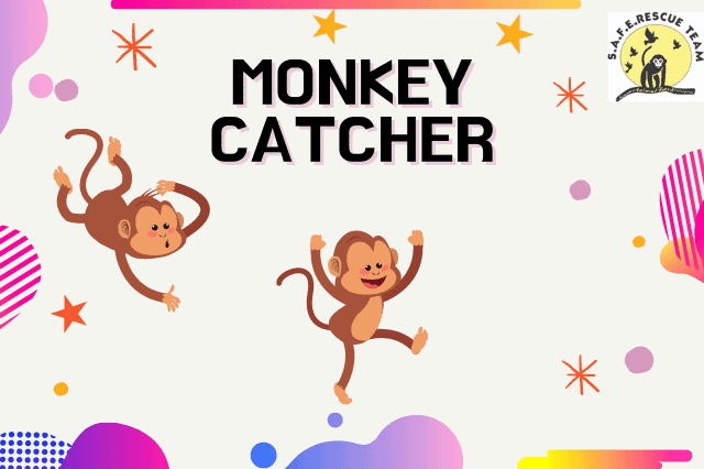 monkey catcher website design